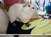 雷火电竞充值-双线争锋，勇士斩落活塞展团队韧性，英格拉姆奥运关键战接管比赛铸个人辉煌