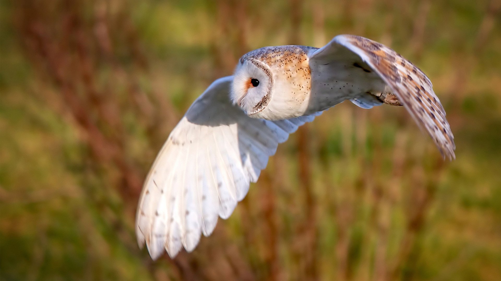 夜王诞生，卡马文加抢七夜的完美主宰